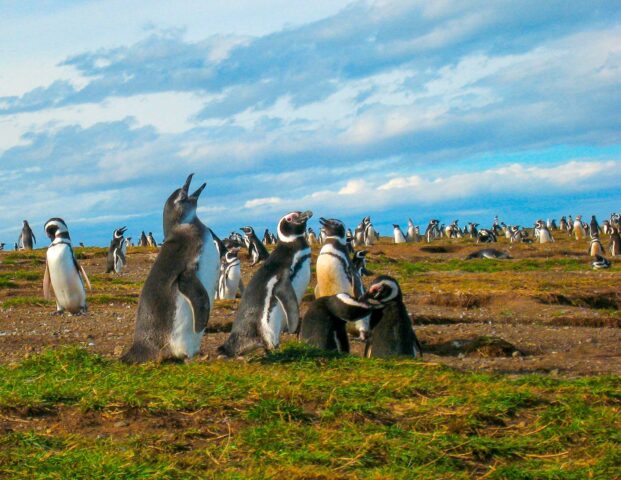 A penguin colony.