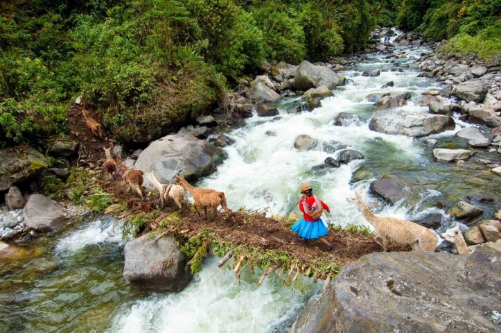 A local woman leading a pack of llamas over a bridge.
