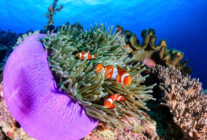 A group of clownfish by a coral reef.