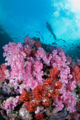 A pink coral reef.