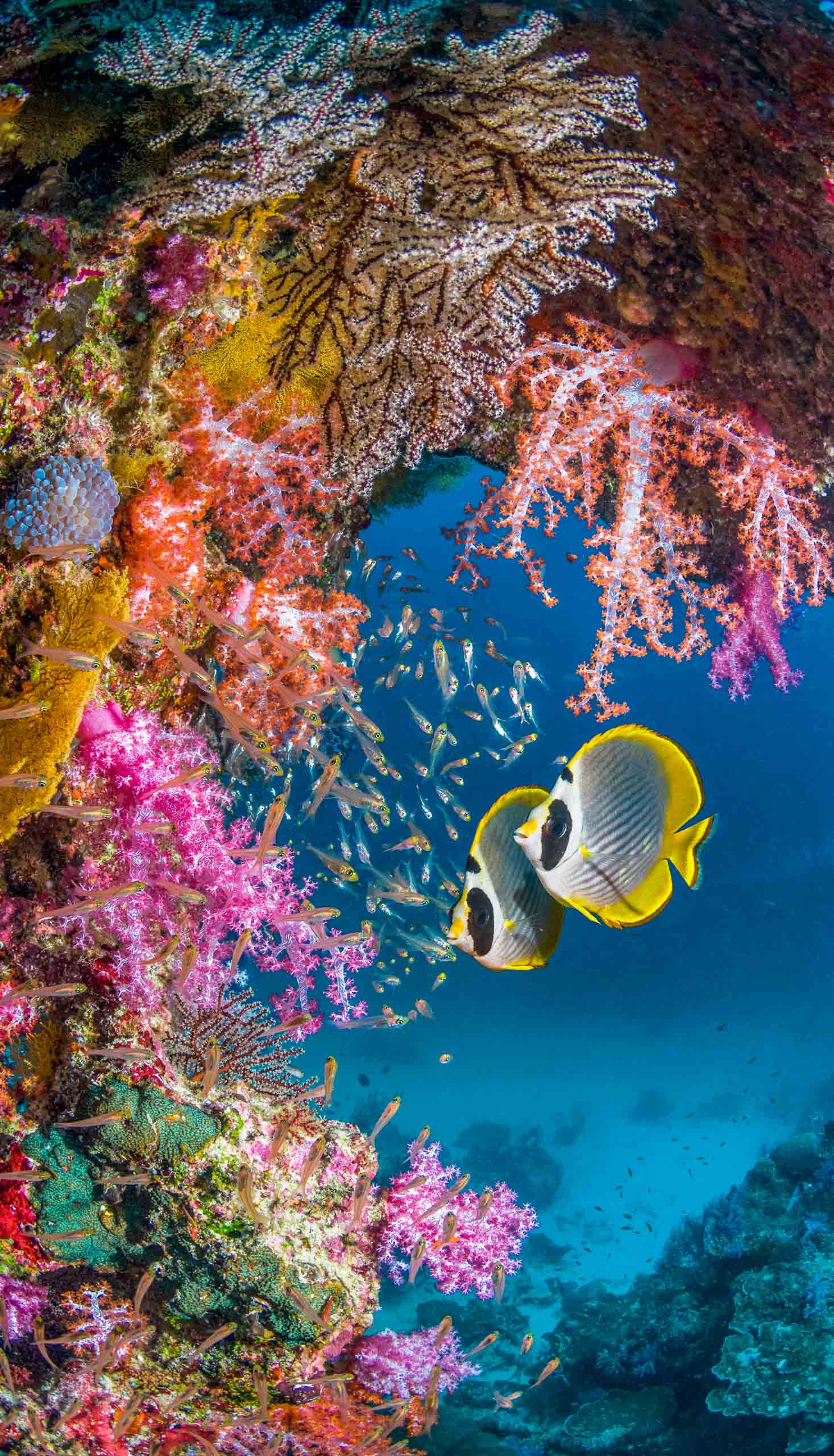 Two fish alongside a coral reef in Raja Ampat.