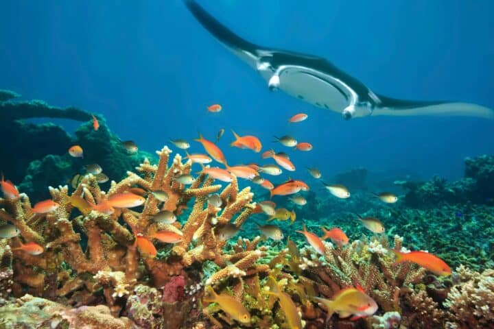 A manta ray and a school of fish swimming over a coral reef.