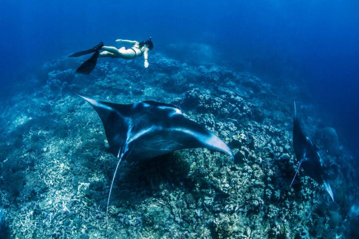 A diver swimming alongside manta rays.