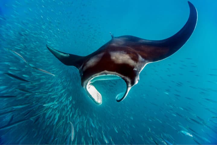 A manta ray swimming alongside a school of fish.