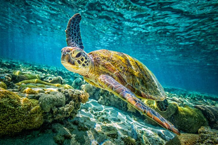 A sea turtle underwater.