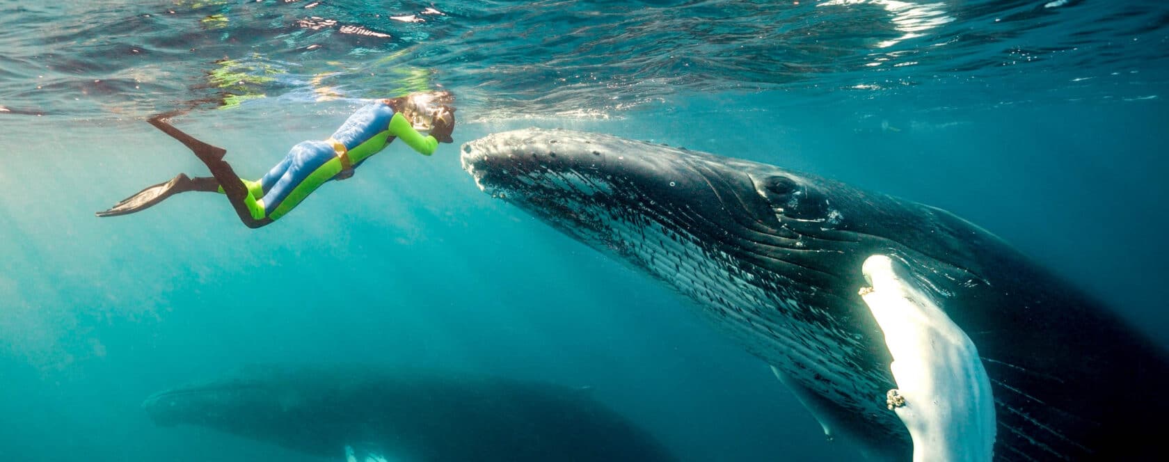 A snorkeler and a humpback whale.