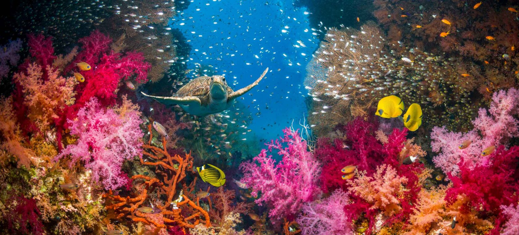 Coral reef scenery with a green sea turtle swimming over soft corals.