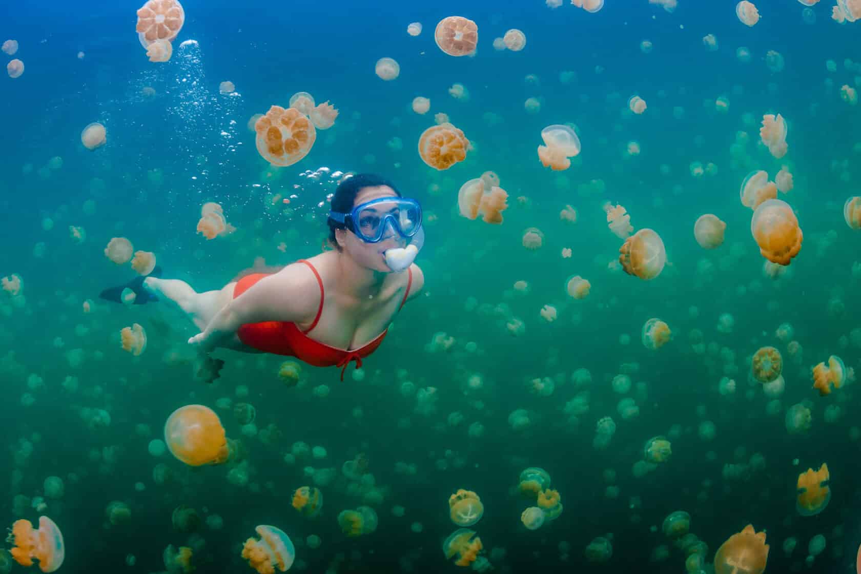 A diver snorkeling by jelly fish.