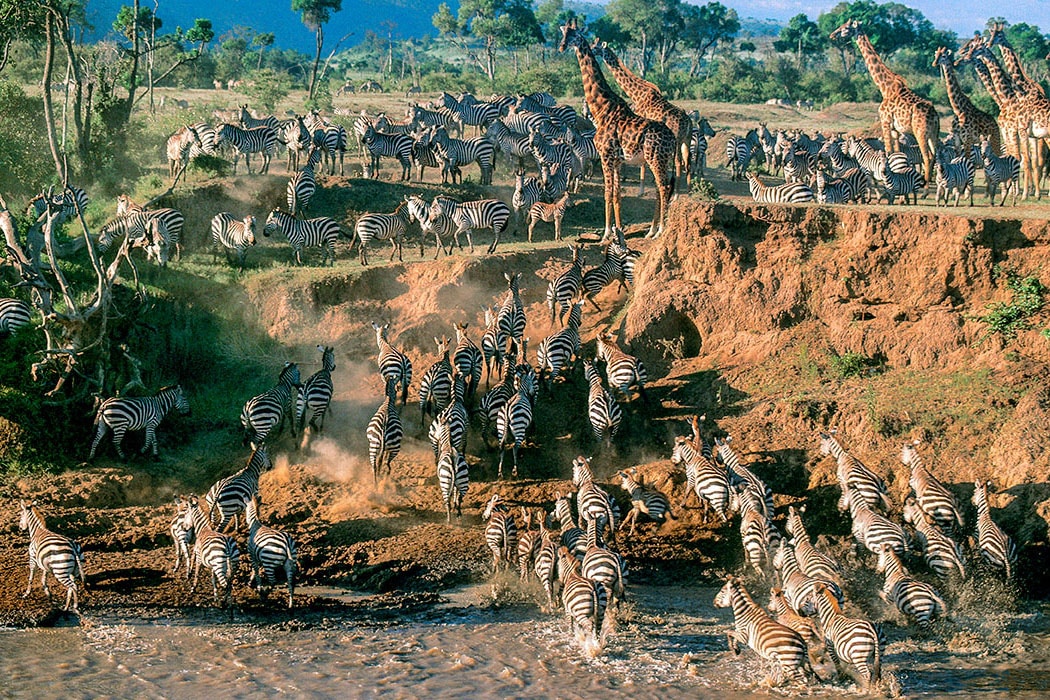 Legendary Serengeti Mobile Camp & Wildlife Gallery