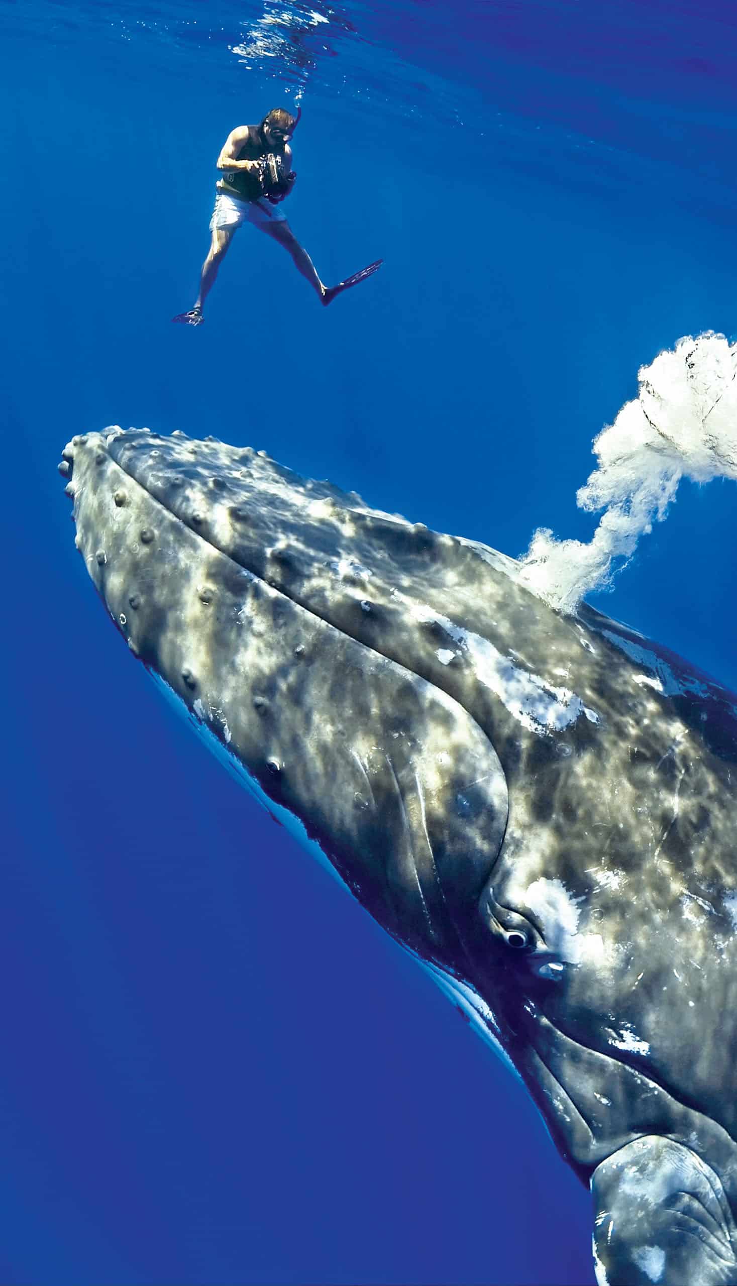 A diver taking a video of a humpback whale underwater.