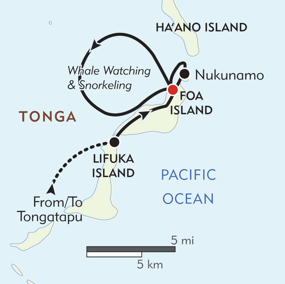tonga whale tour
