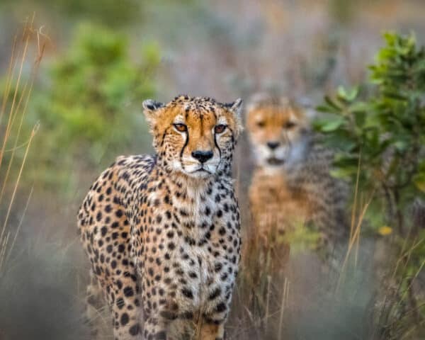 Two cheetahs appear out of the nearby brush.