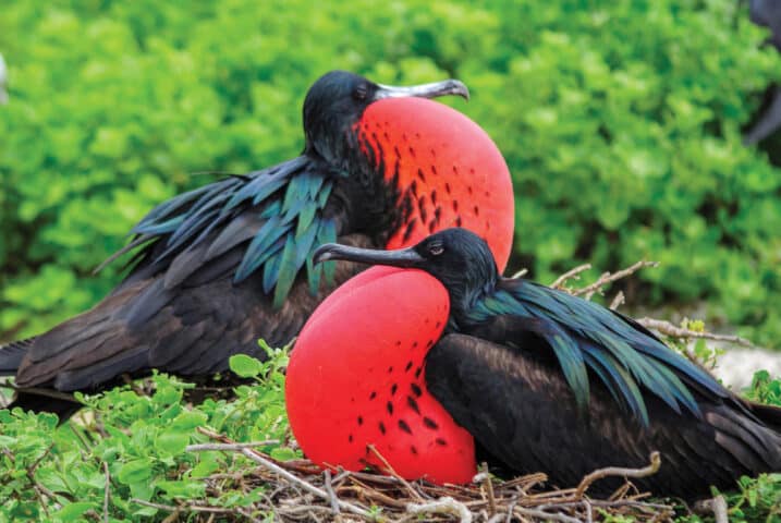 Two male frigate birds opposing with their gonflated red neck pouches