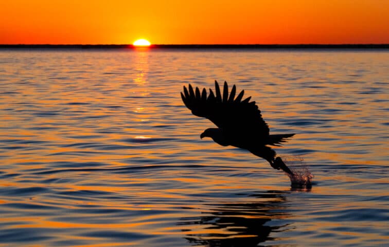 A silhouette of an eagle catching fish.