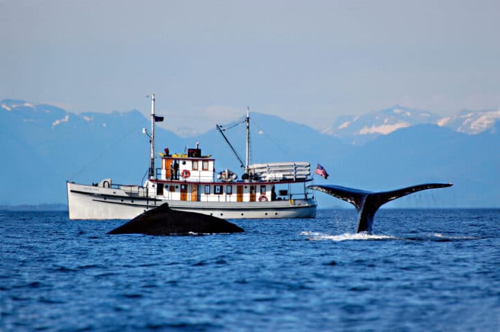A boat alongside a whale.