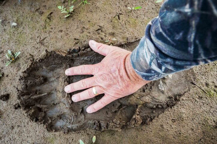 A person's hand over a brown bear's footprint.