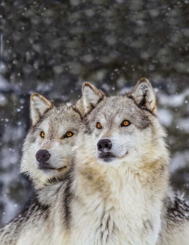 Two wolves.