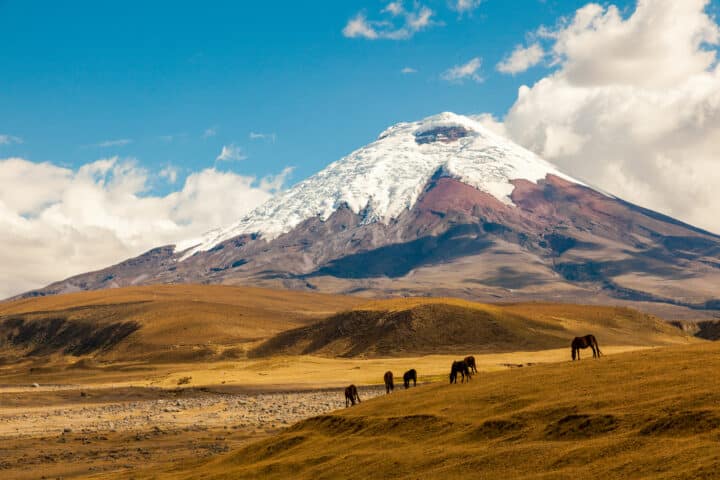 Cotopaxi volcano and wild horses