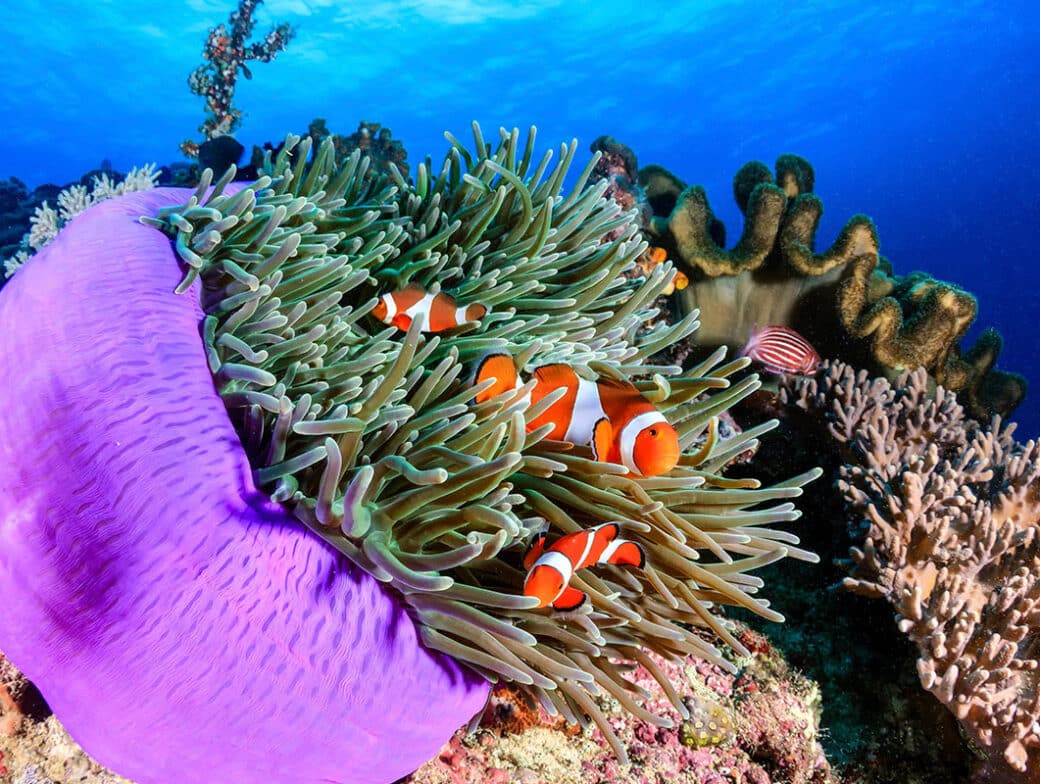 Three clown fish in a coral reef.