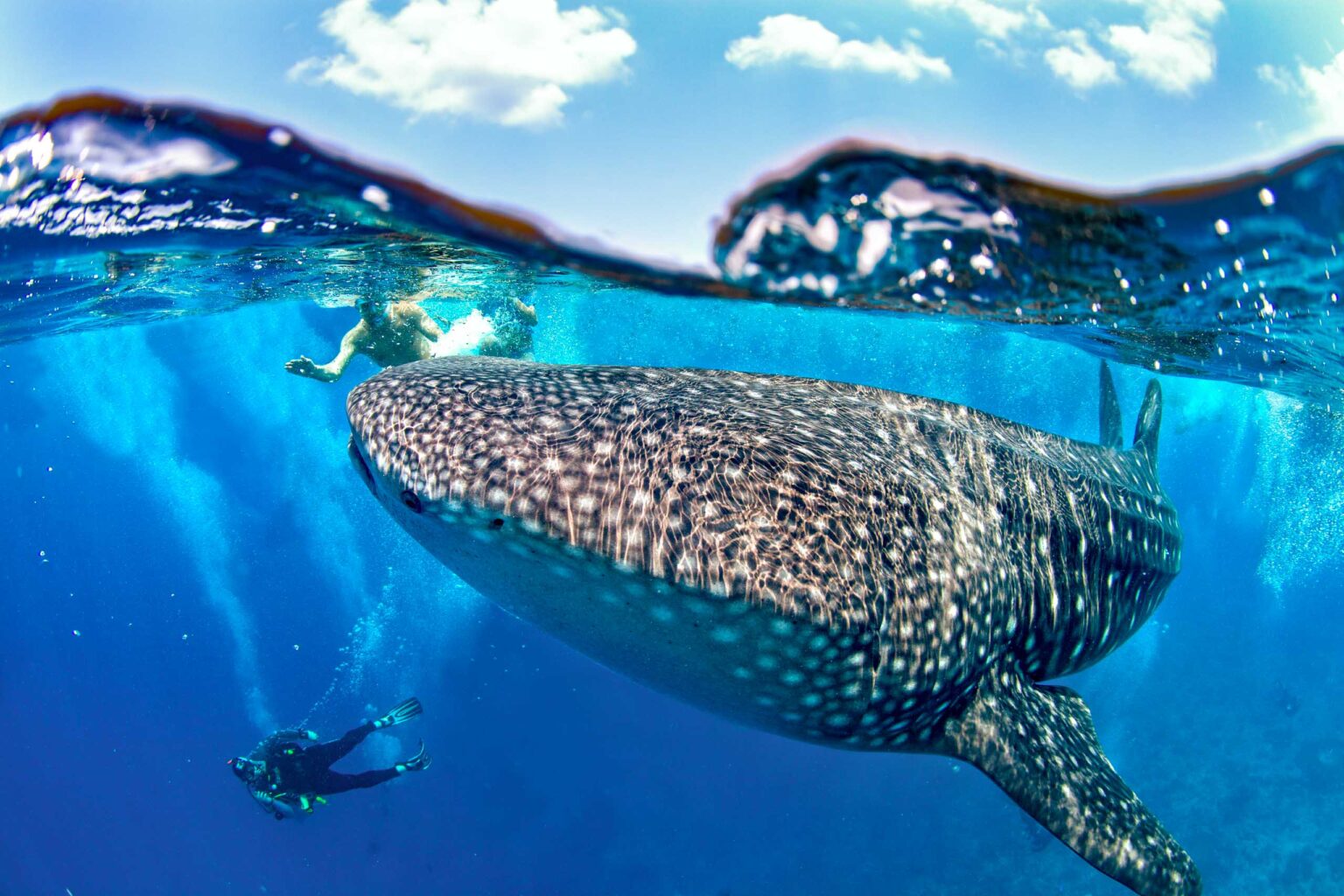 Snorkelers and a whale shark.