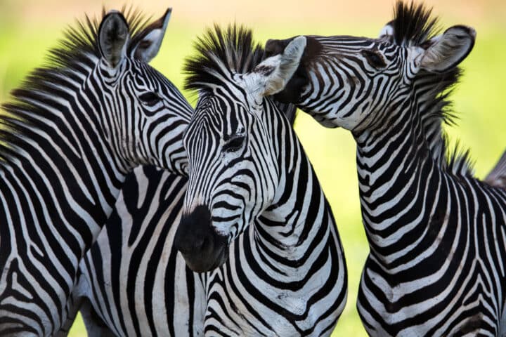 Zebras socialising and kissing