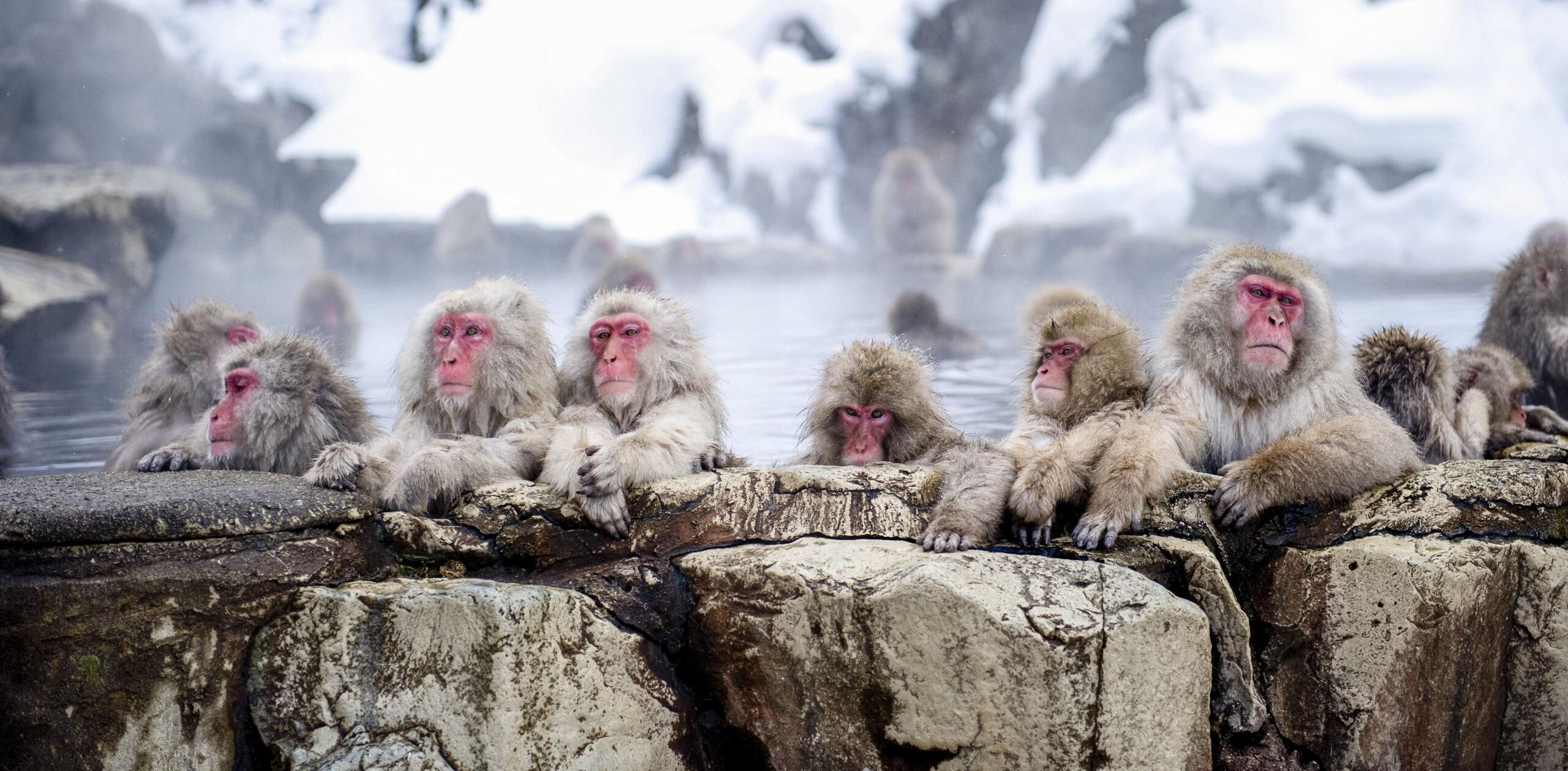 Japan: Snow Monkeys & Winter Cranes Tour
