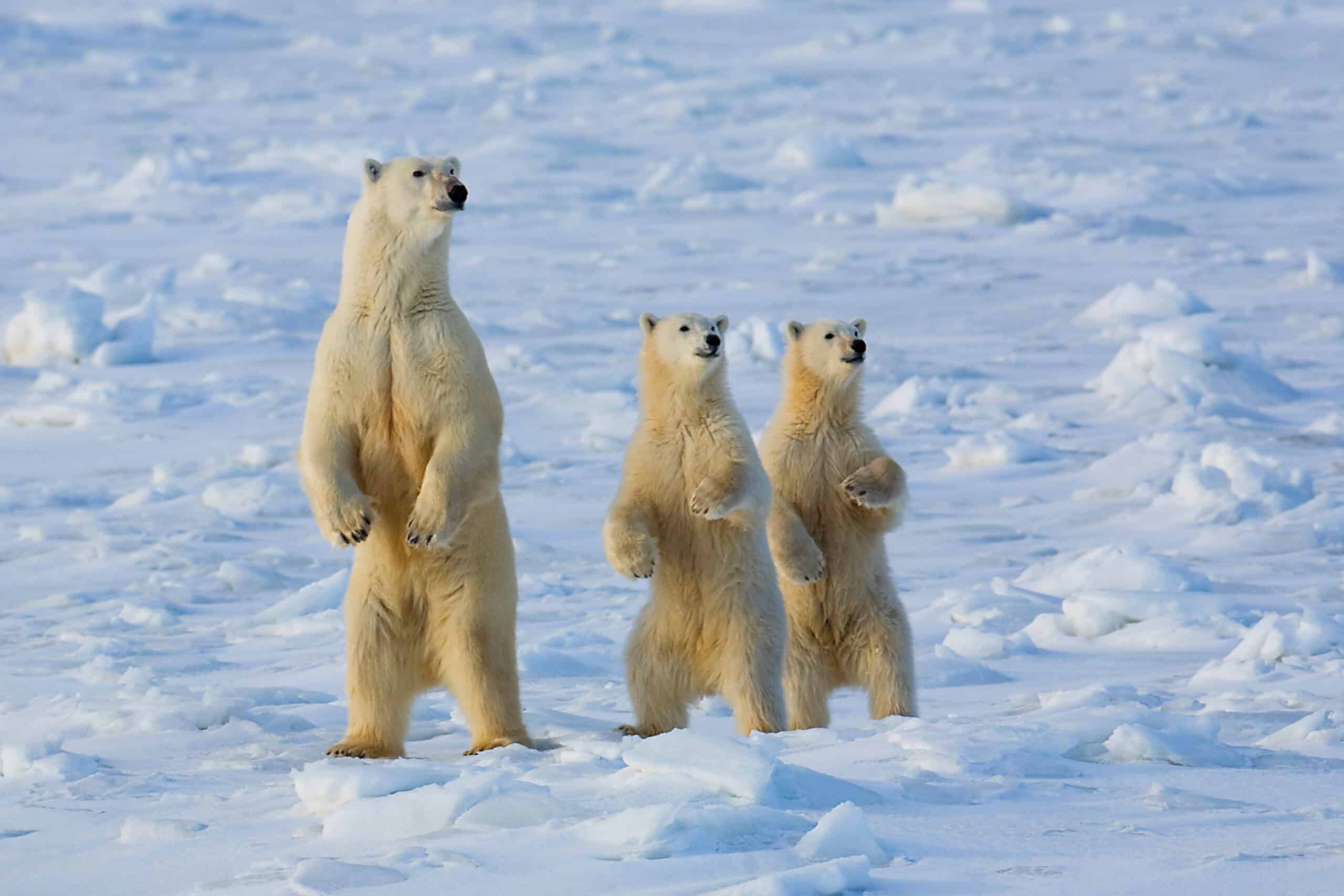 https://www.wildernesstravel.com/wp-content/uploads/2023/07/thumb-CHURCHPO-polar-bear-with-two-cubs-standing-snow-churchill-manitoba-canada-scaled.jpg