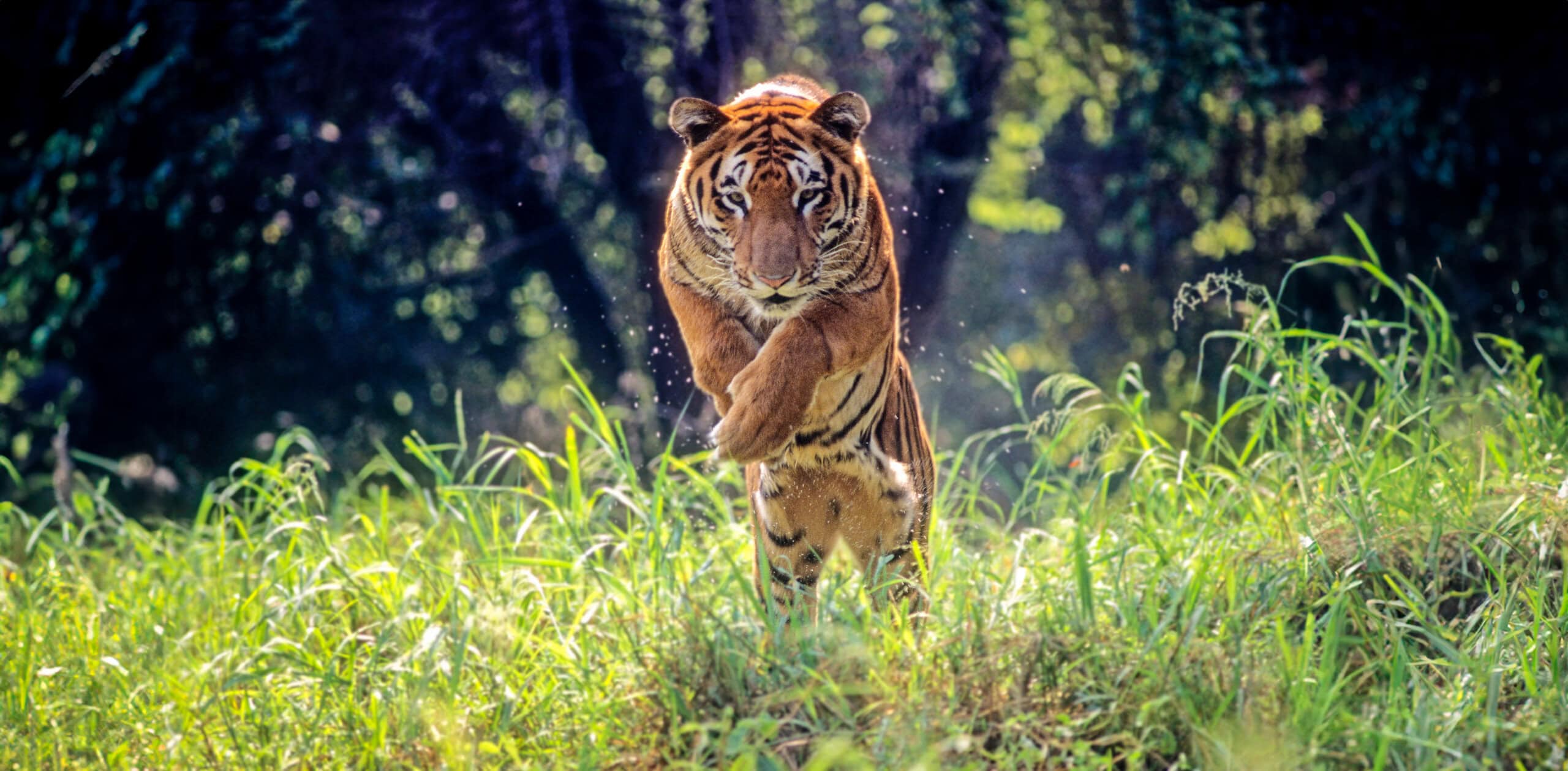 Safari in India: Meet the Royal Bengal Tiger, bengal tiger