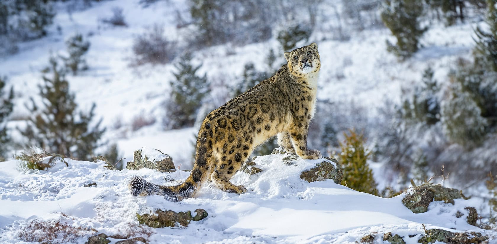 GREY WOLF VS SNOW LEOPARD - Who would win? 