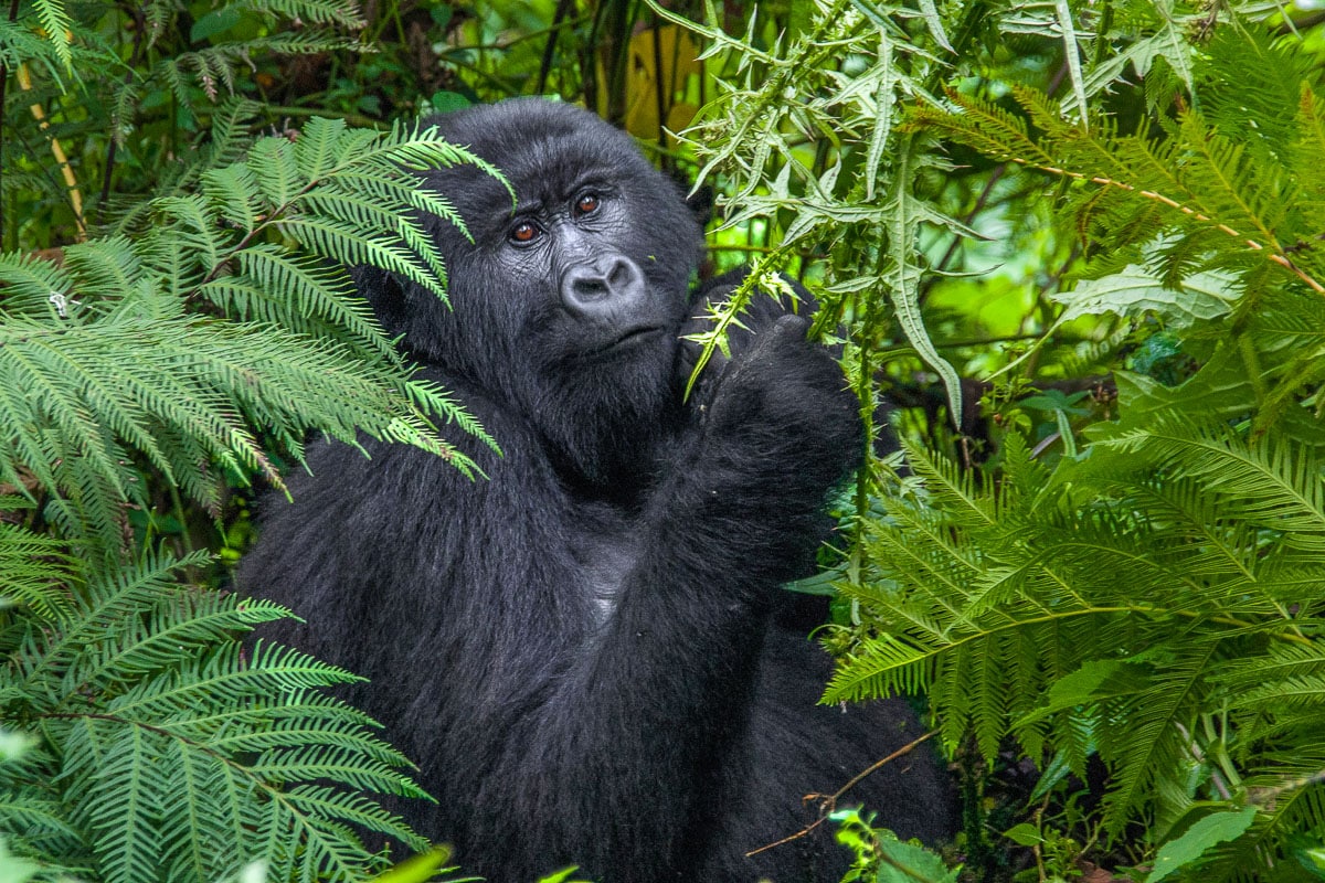 wilderness safaris gorillas
