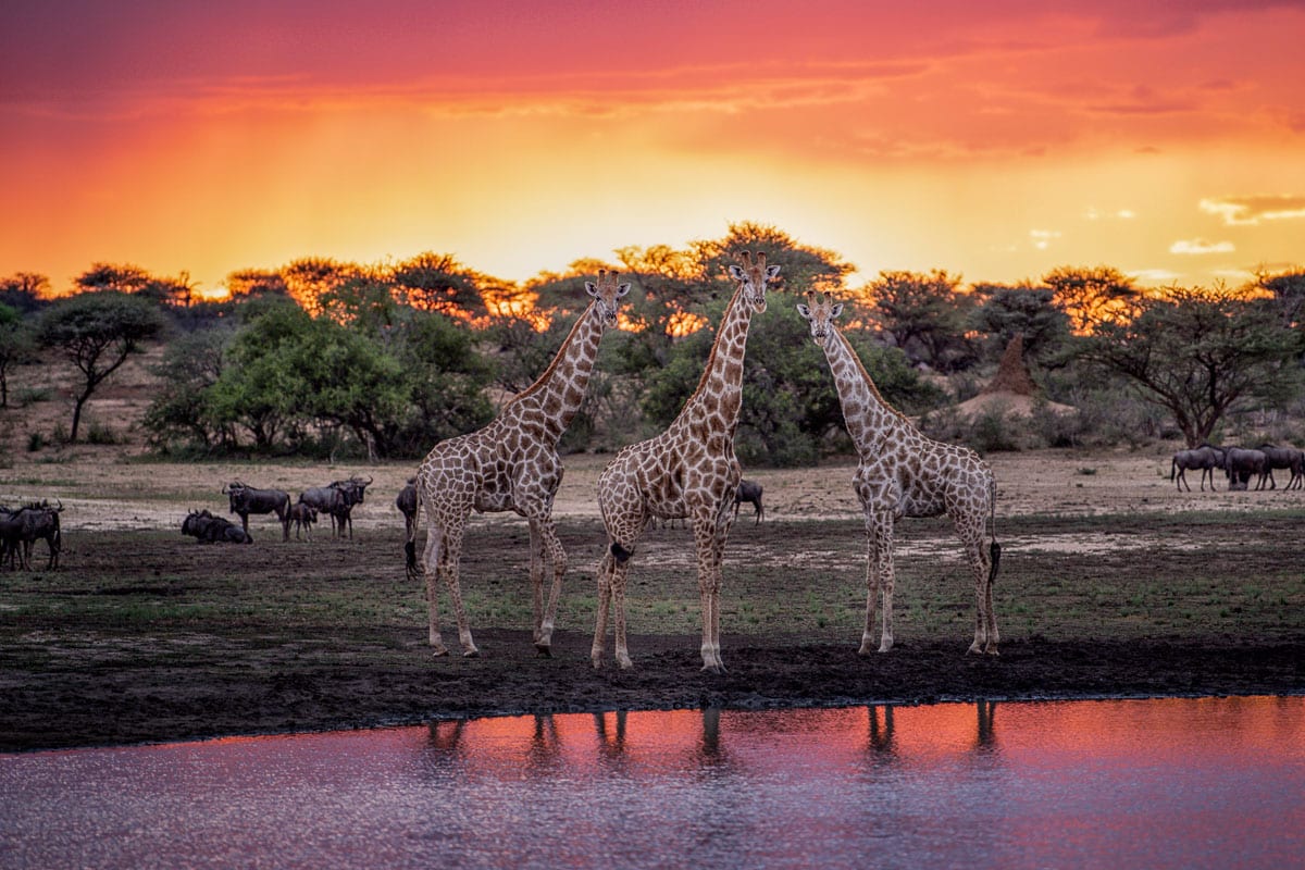 best season safari namibia