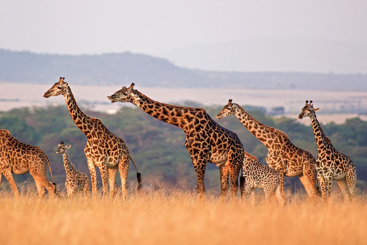 tanzania safari destinations