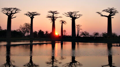 Baobab trees are silhouetted against a vibrant sunset sky, reflecting in a calm body of water. It's like a scene right out of The Eighth Continent, perfect for our next travel blog post.
