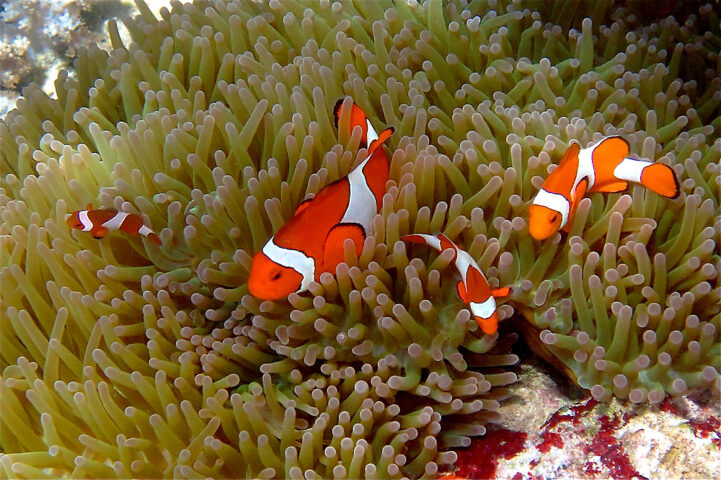 Three clownfish swimming among the tentacles of a sea anemone in their underwater paradise.