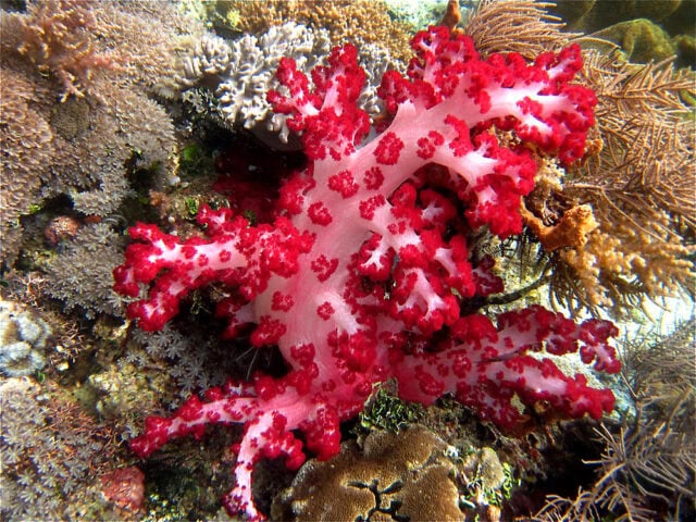In this underwater paradise, a bright red soft coral with intricate, branching structures thrives on a coral reef, surrounded by various other marine life and corals.