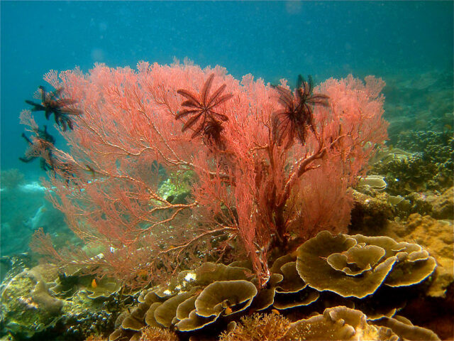 A vibrant underwater paradise with pink coral, black feather stars attached, and various other corals and marine life found in the background.
