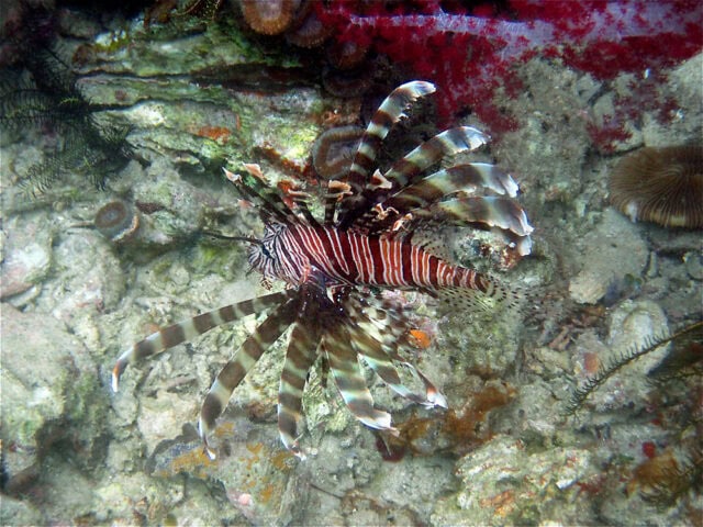 A lionfish with distinctive striped patterns and elongated fins swims near a coral reef on the ocean floor—truly, Paradise Found beneath the waves.