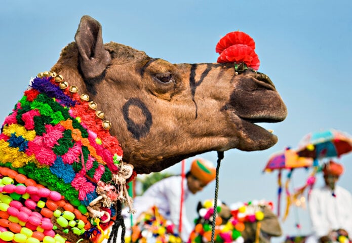 A camel adorned with colorful decorations and a red flower participates in a festive parade, evoking the vibrant atmosphere of the most exotic places in the world, with blurred people and parasols in the background.