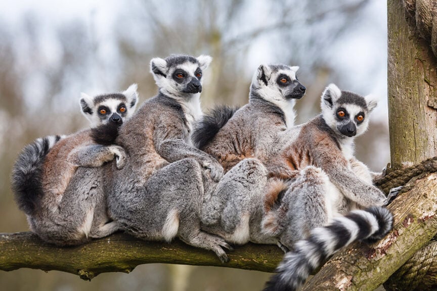 Four ring-tailed lemurs sit closely together on a tree branch, facing slightly different directions with their tails hanging down. Their distinctive markings are clearly visible, making this 2017 travel destination one of the top travel places for wildlife enthusiasts.