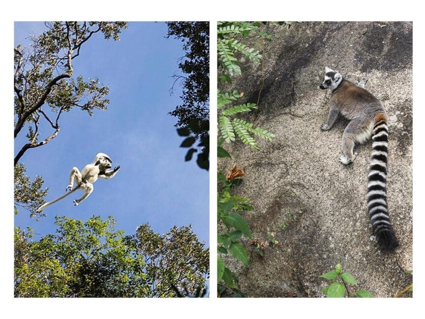 Left image: Lemur leaping in the air against a blue sky and trees, as if lost in time. Right image: Lemur with a striped tail lying on a rocky surface amongst green vegetation on the island of Madagascar.
