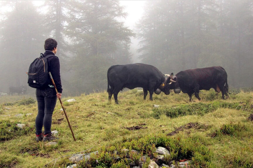 A person with a backpack and a walking stick stands in a foggy field, observing two cows facing each other amidst surrounding trees and vegetation, reminiscent of the serene landscapes encountered on the Haute Route from France to Switzerland.