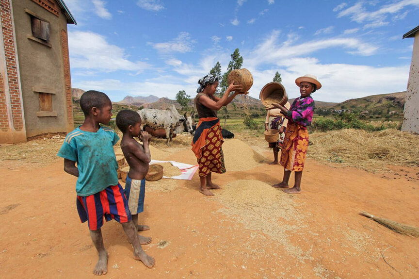 Individuals gathered outdoors, with two women separating grains and two children observing. Against the backdrop of timeless Madagascar, two cows stand near the buildings on this enchanting island.