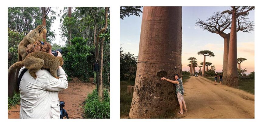 Left: Person taking photos with a lemur on their shoulders in a forest, capturing the magic of Madagascar. Right: Person hugging a large baobab tree on a dirt road lined with more baobab trees, feeling lost in time.