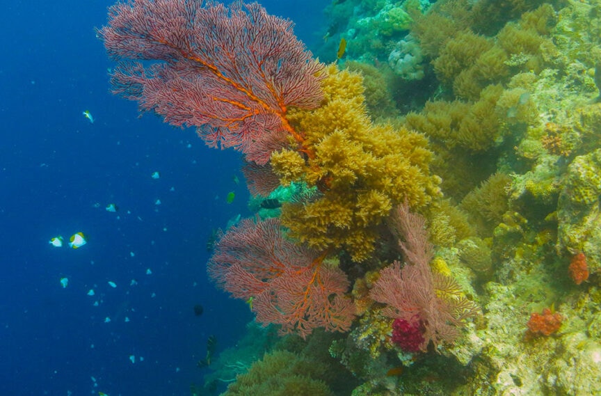 The colorful coral reef, reminiscent of an underwater Serengeti, teems with various species of coral and fish in the clear blue waters around Palau's Rock Islands.