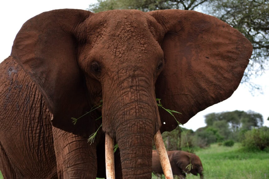 Close-up of an elephant with large ears and tusks standing in a grassy area, holding vegetation in its trunk. Another elephant and trees are visible in the background, capturing the essence of exploring East Africa's rich wildlife.