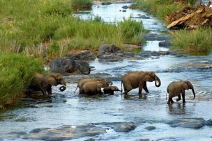 A herd of elephants, including adults and a calf, wade through a shallow, rocky stream within the lush Delta, surrounded by tall grasses. This picturesque scene is a testament to the incredible opportunities for wildlife tourism in the region.