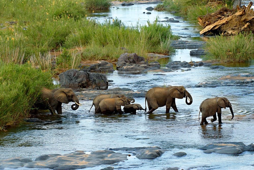 A herd of elephants, including adults and a calf, wade through a shallow, rocky stream within the lush Delta, surrounded by tall grasses. This picturesque scene is a testament to the incredible opportunities for wildlife tourism in the region.