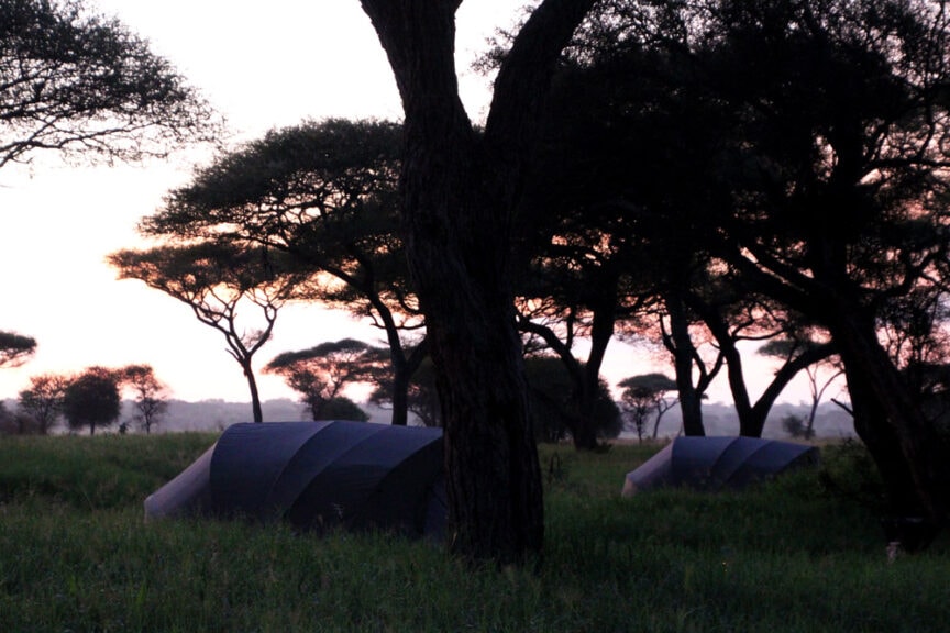 Two tents are set up in a grassy area surrounded by tall trees at dawn with a pink and orange sky in the background, perfect for those exploring the beauty of East Africa.