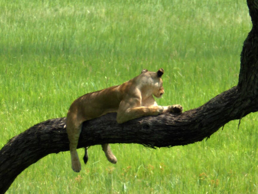 A lioness rests on a horizontal tree branch in a green field, looking into the distance, capturing the serene beauty of East Africa.