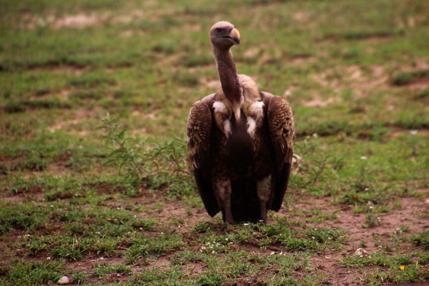 A lone vulture standing on the grassy terrain of East Africa, with its wings partially folded and neck extended, facing the camera. This captivating moment captures the essence of exploring one of nature's rawest landscapes.